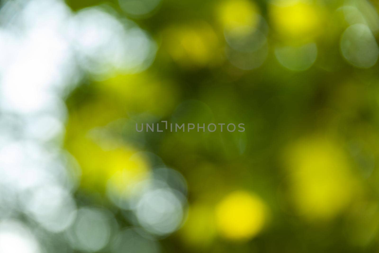 Nature abstract background. Defocused bokeh background. Natural blurred background with trees, leaves and glare of sunlight