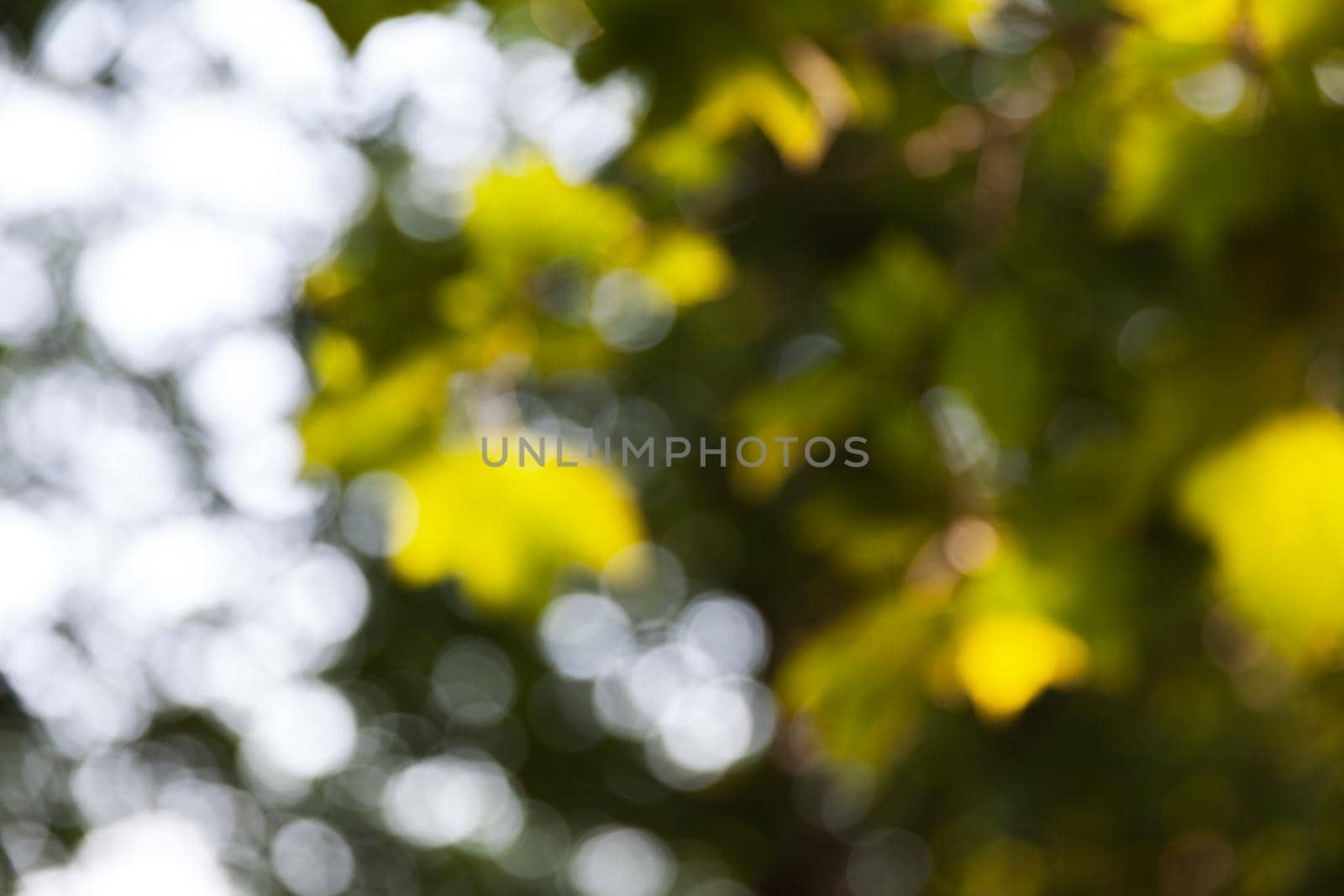Nature abstract background. Defocused bokeh background. Natural blurred background with trees, leaves and glare of sunlight