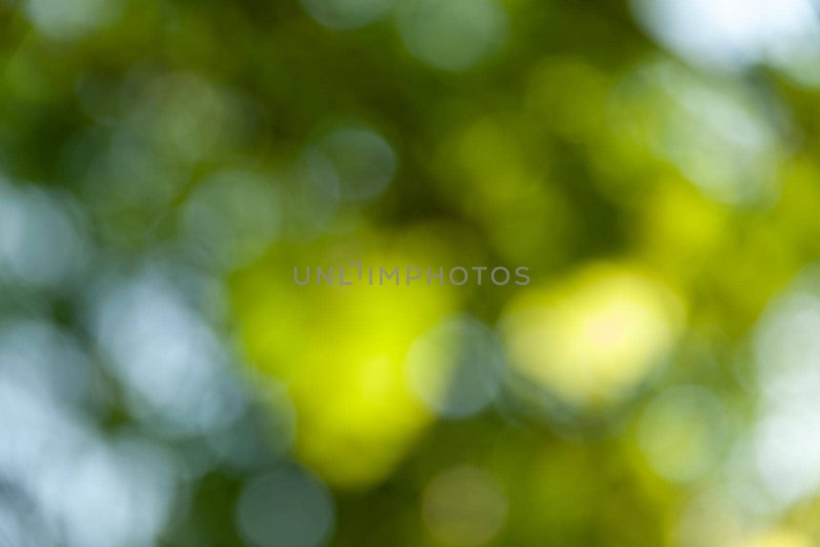 Nature abstract background. Defocused bokeh background. Natural blurred background with trees, leaves and glare of sunlight