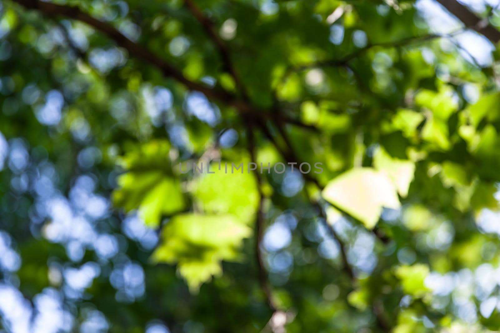 Nature abstract background. Defocused bokeh background. Natural blurred background with trees, leaves and glare of sunlight