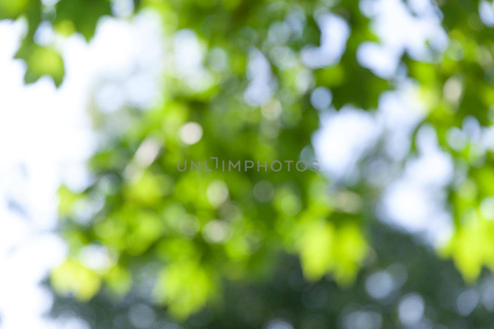 Nature abstract background. Defocused bokeh background. Natural blurred background with trees, leaves and glare of sunlight