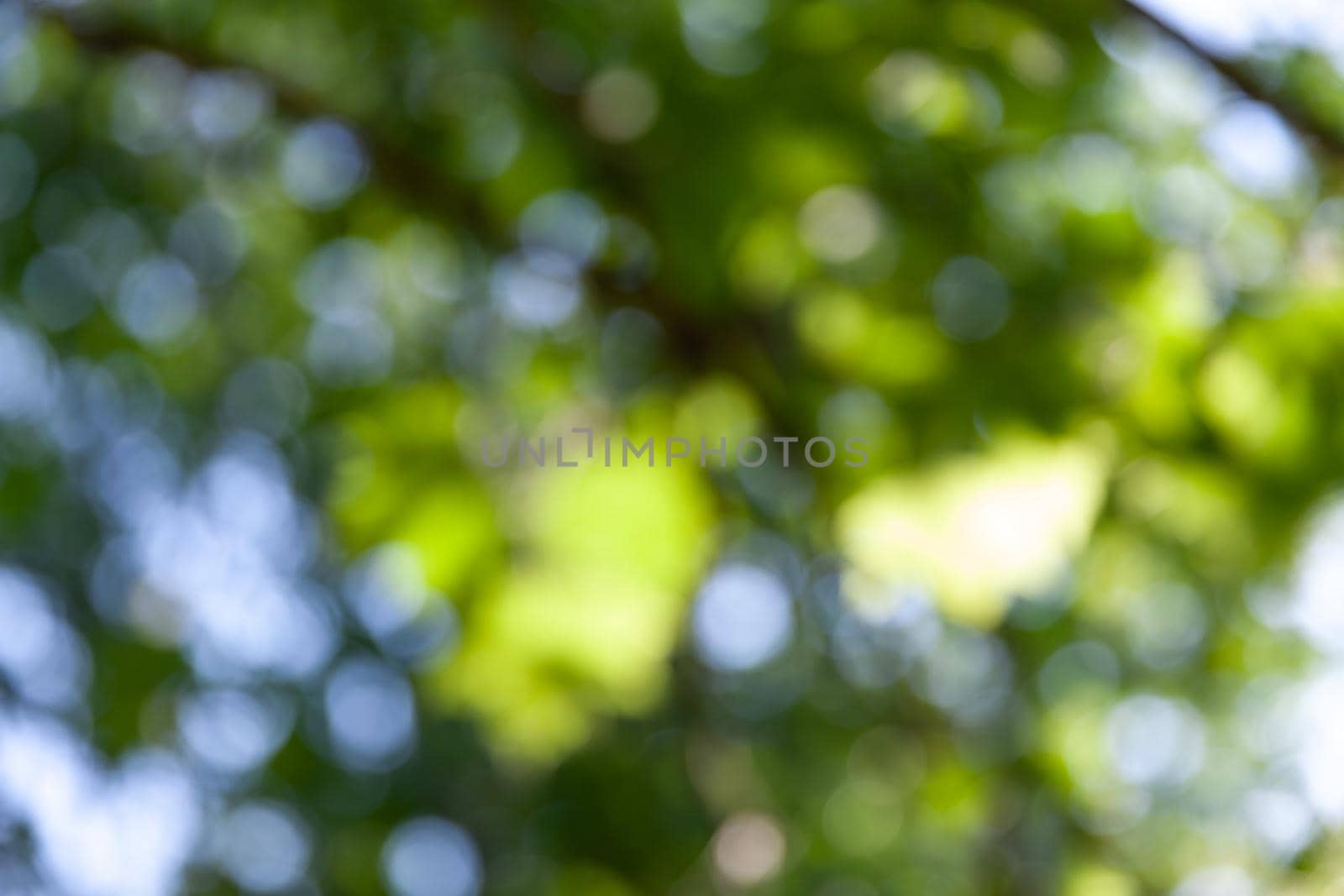 Nature abstract background. Defocused bokeh background. Natural blurred background with trees, leaves and glare of sunlight