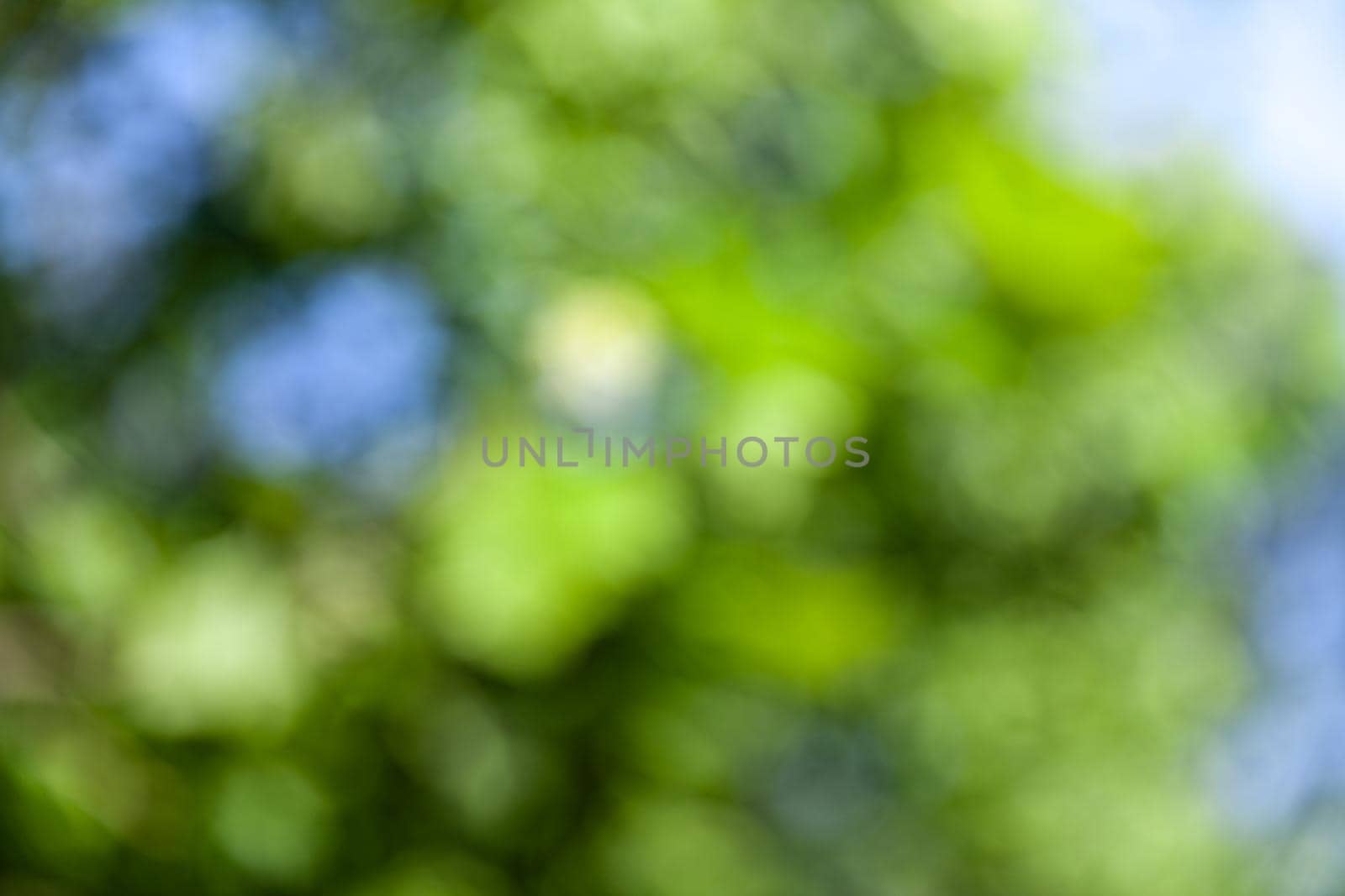 Nature abstract background. Defocused bokeh background. Natural blurred background with trees, leaves and glare of sunlight