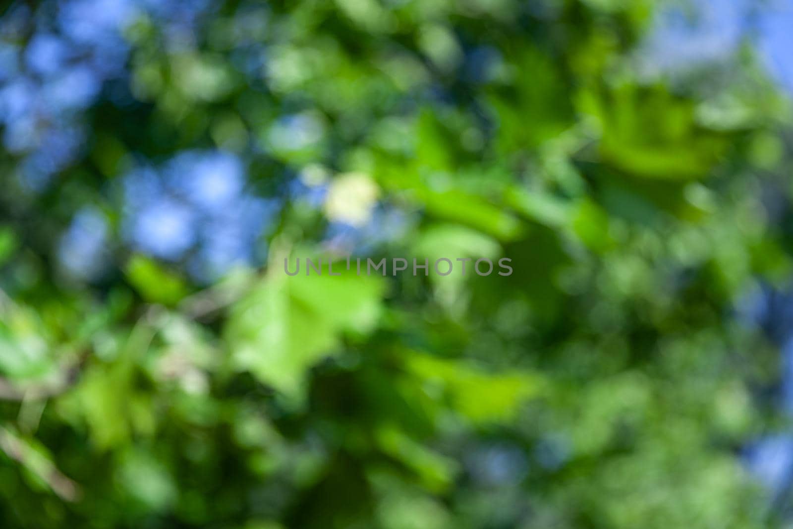Nature abstract background. Defocused bokeh background. Natural blurred background with trees, leaves and glare of sunlight
