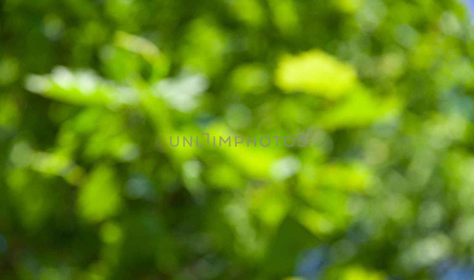Nature abstract background. Defocused bokeh background. Natural blurred background with trees, leaves and glare of sunlight