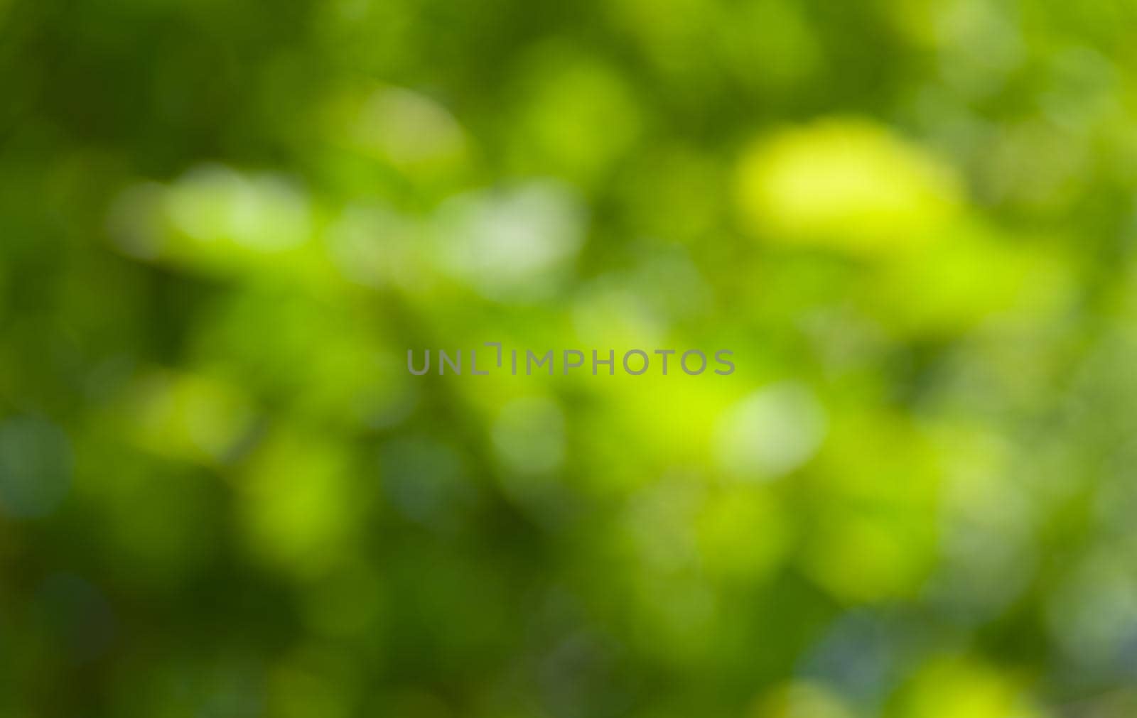 Nature abstract background. Defocused bokeh background. Natural blurred background with trees, leaves and glare of sunlight