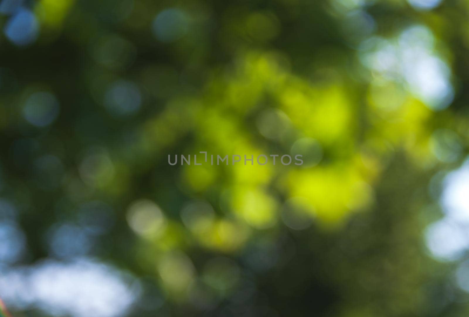 Nature abstract background. Defocused bokeh background. Natural blurred background with trees, leaves and glare of sunlight