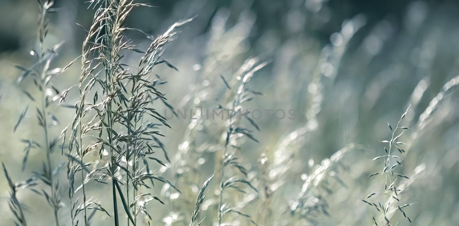 Natural background concept. Nature bokeh background with lights and blurs. Abstract grass background with copyspace for your text or advertisment