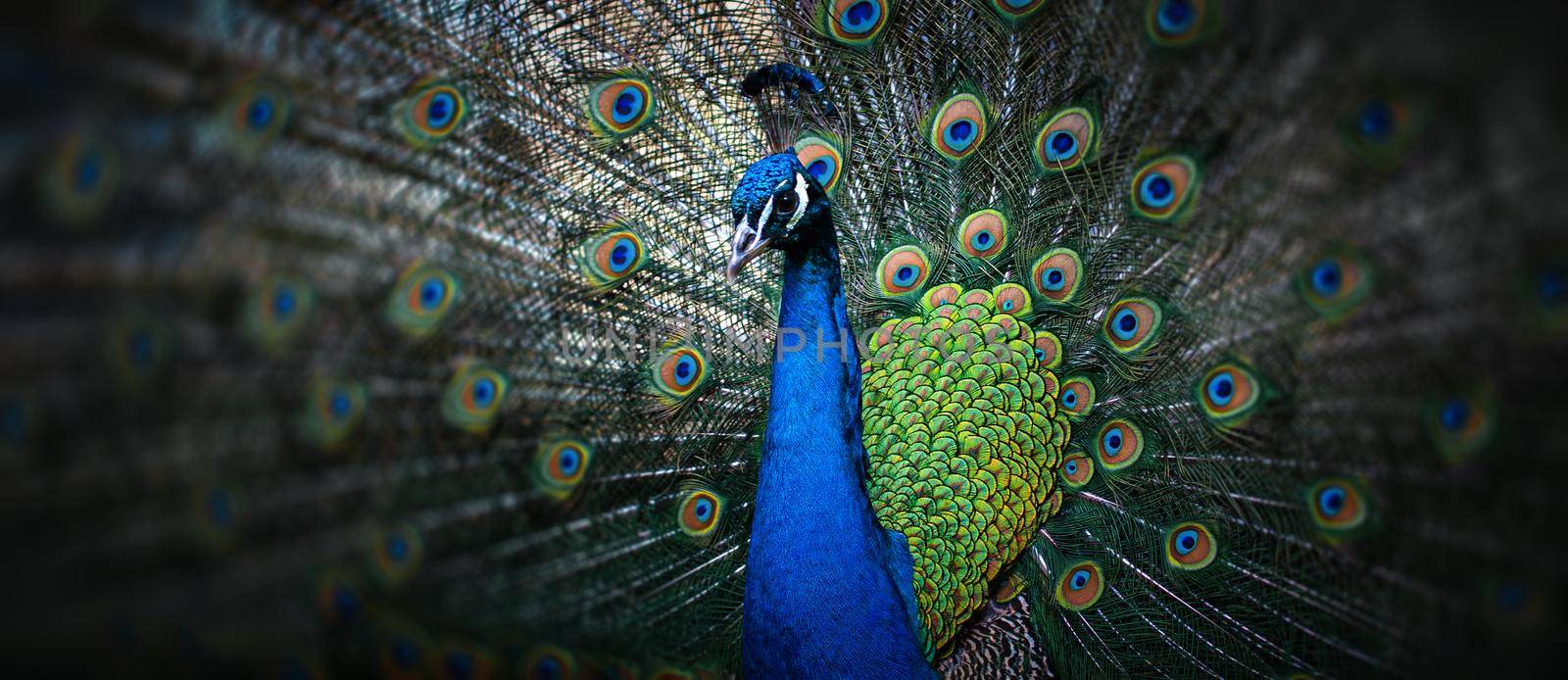 beautiful peacock by palinchak