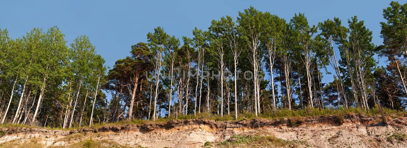 Panorama of the forest on the edge of the breakage