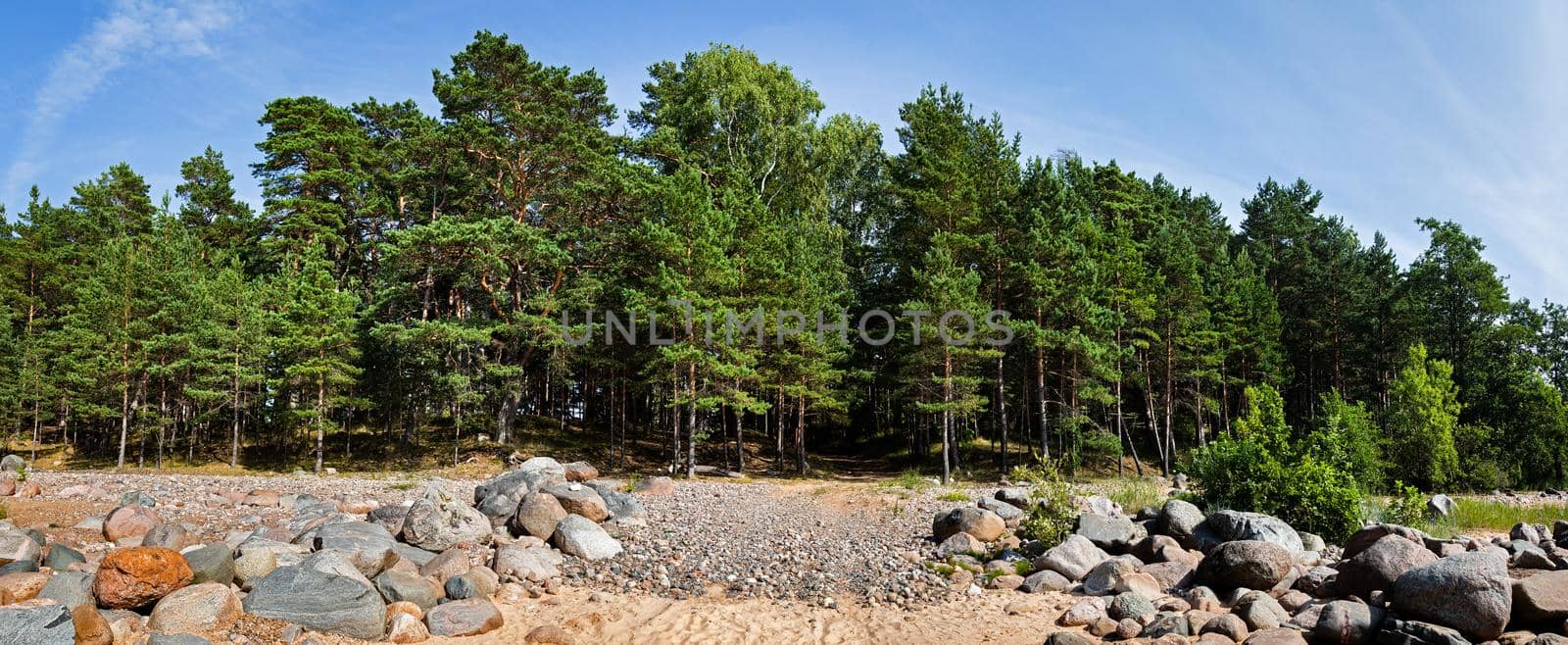 Pine trees in the forest. Classical Baltic beach landscape. Wild nature