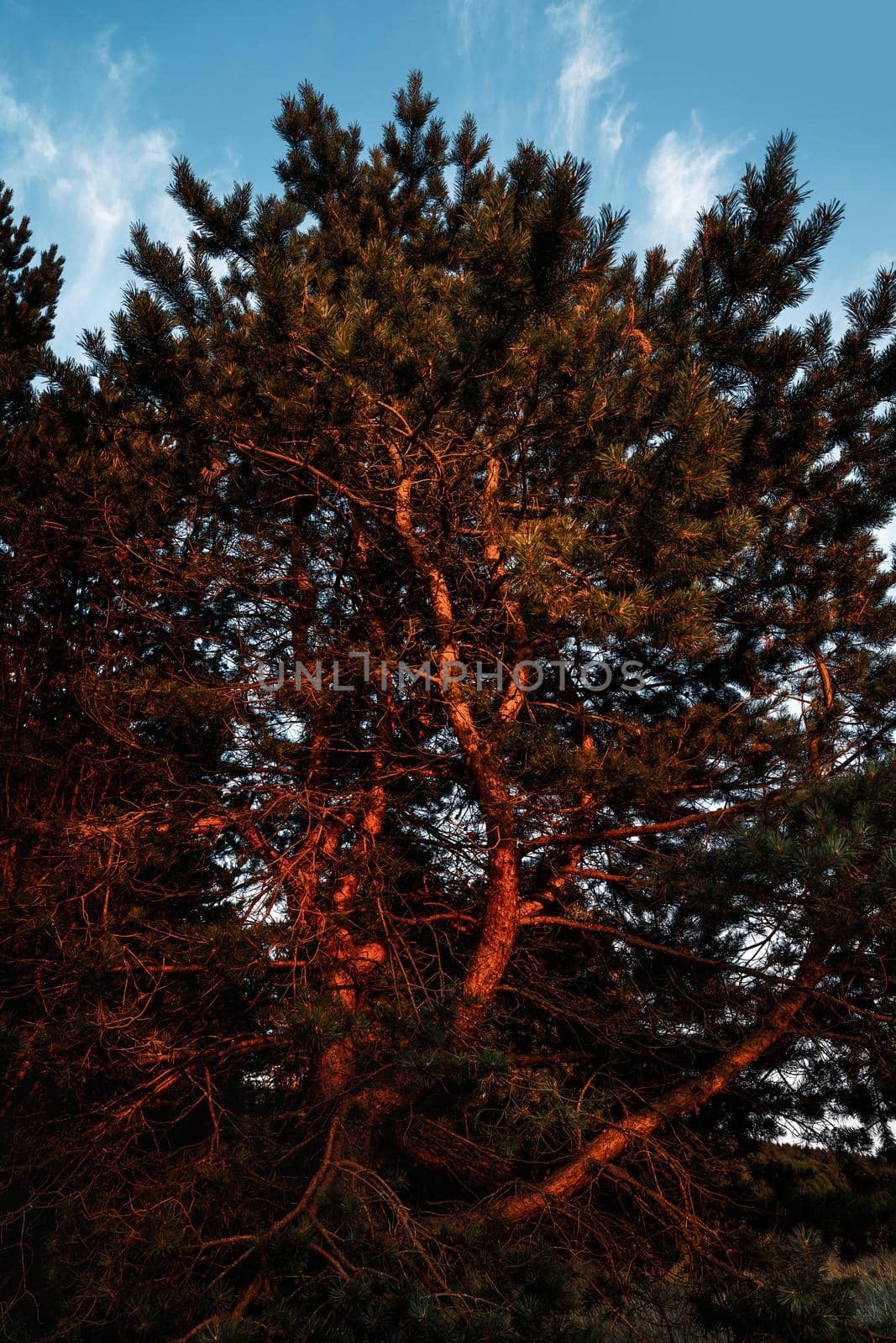 Pine trees in the rays of the evening sun. Classical Baltic beach landscape. Wild nature