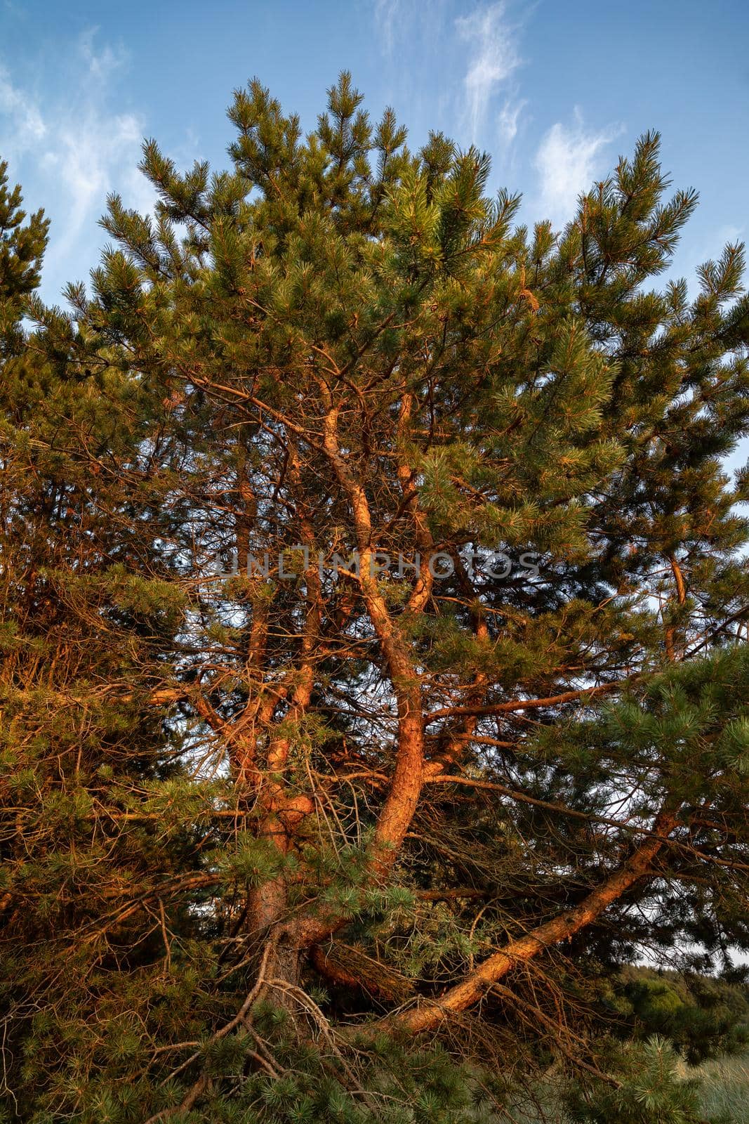Pines on the coast of the Baltic Sea in the rays of the evening sunset. Classical Baltic beach landscape. Wild nature