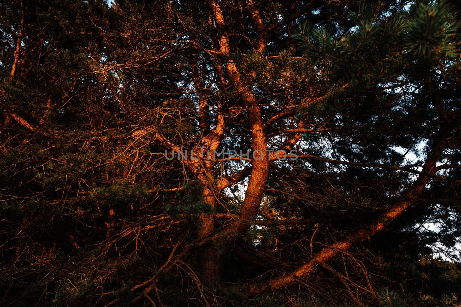 Pine trees in the rays of the evening sun. Classical Baltic beach landscape. Wild nature