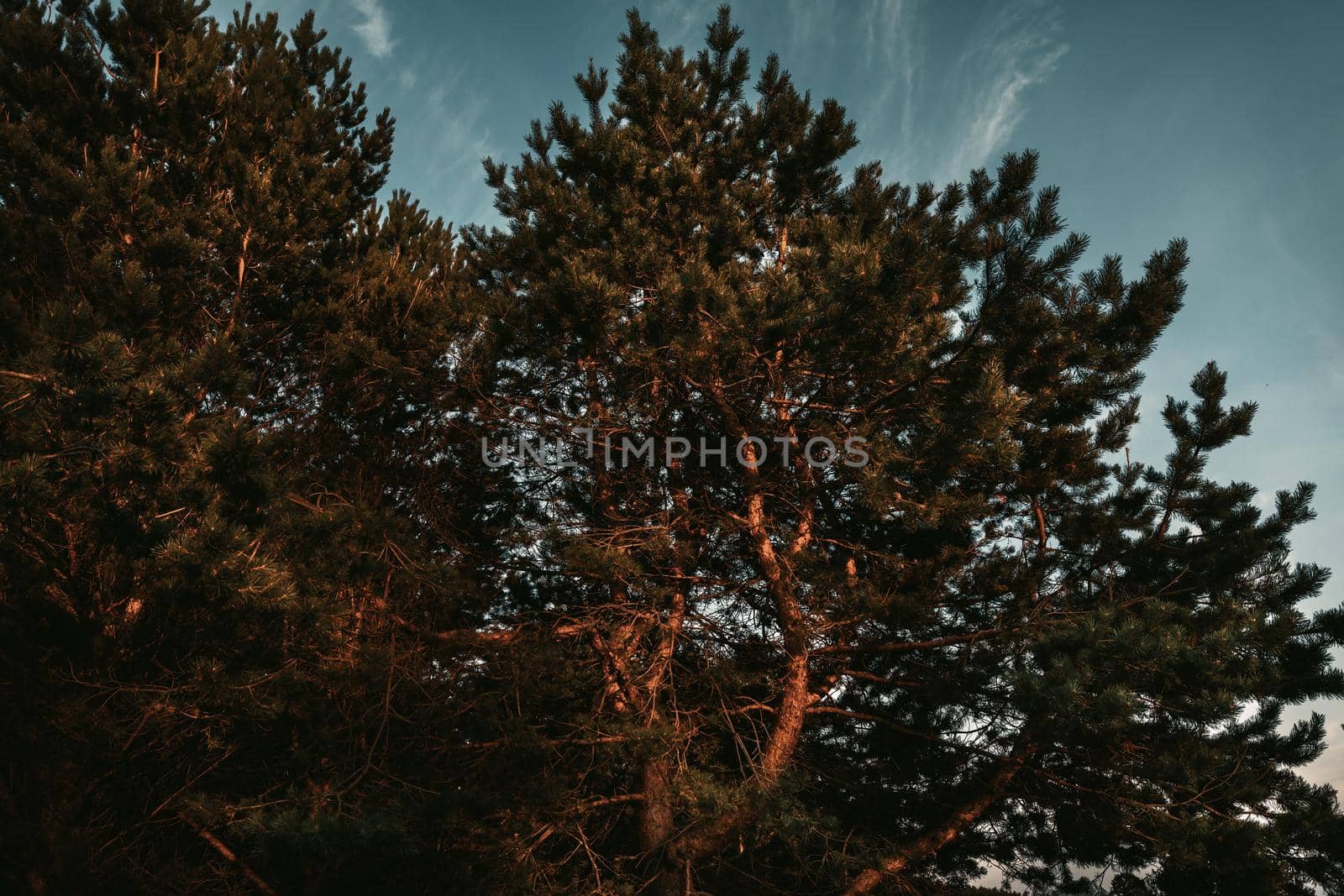 Pine trees in the rays of the evening sun. Classical Baltic beach landscape. Wild nature