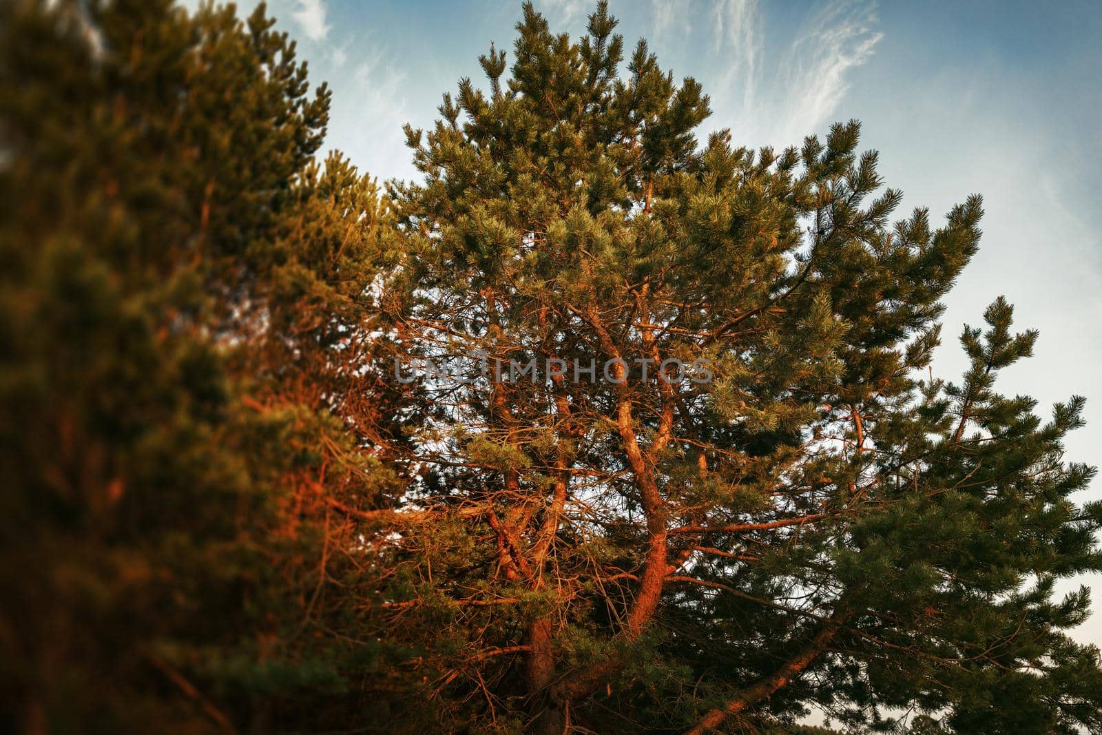 Pines on the coast of the Baltic Sea in the rays of the evening sunset. Classical Baltic beach landscape. Wild nature