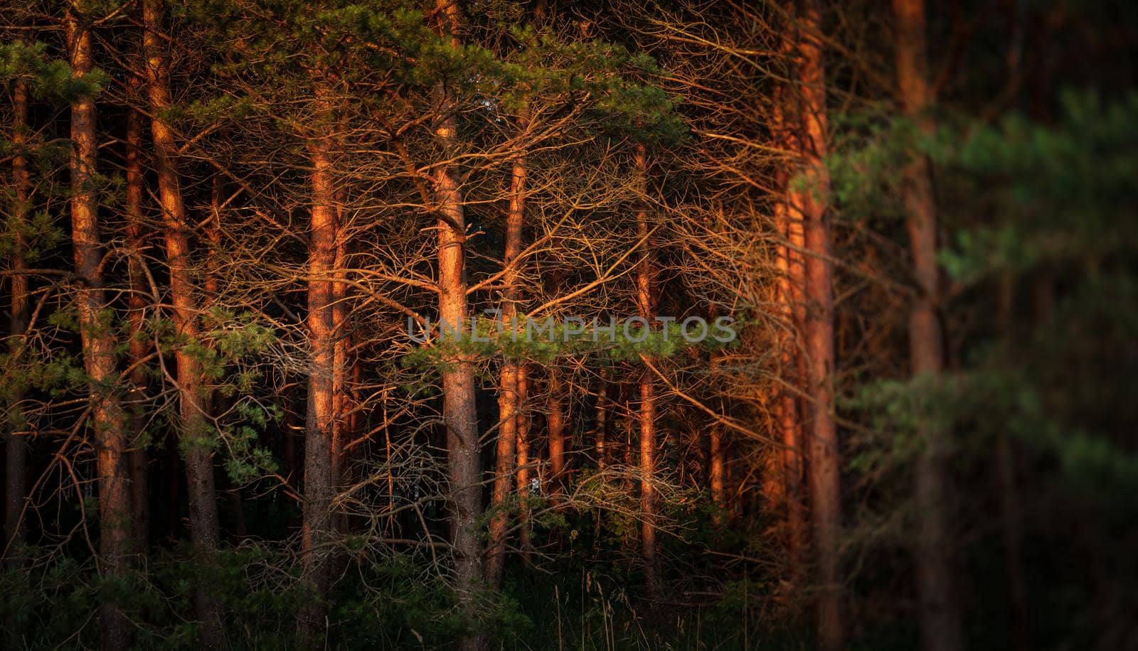 Pines on the coast of the Baltic Sea in the rays of the evening sunset. Classical Baltic beach landscape. Wild nature