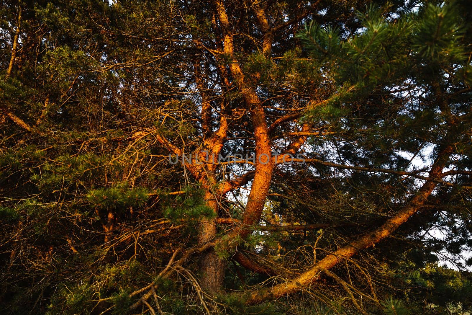 Pines on the coast of the Baltic Sea in the rays of the evening sunset. Classical Baltic beach landscape. Wild nature