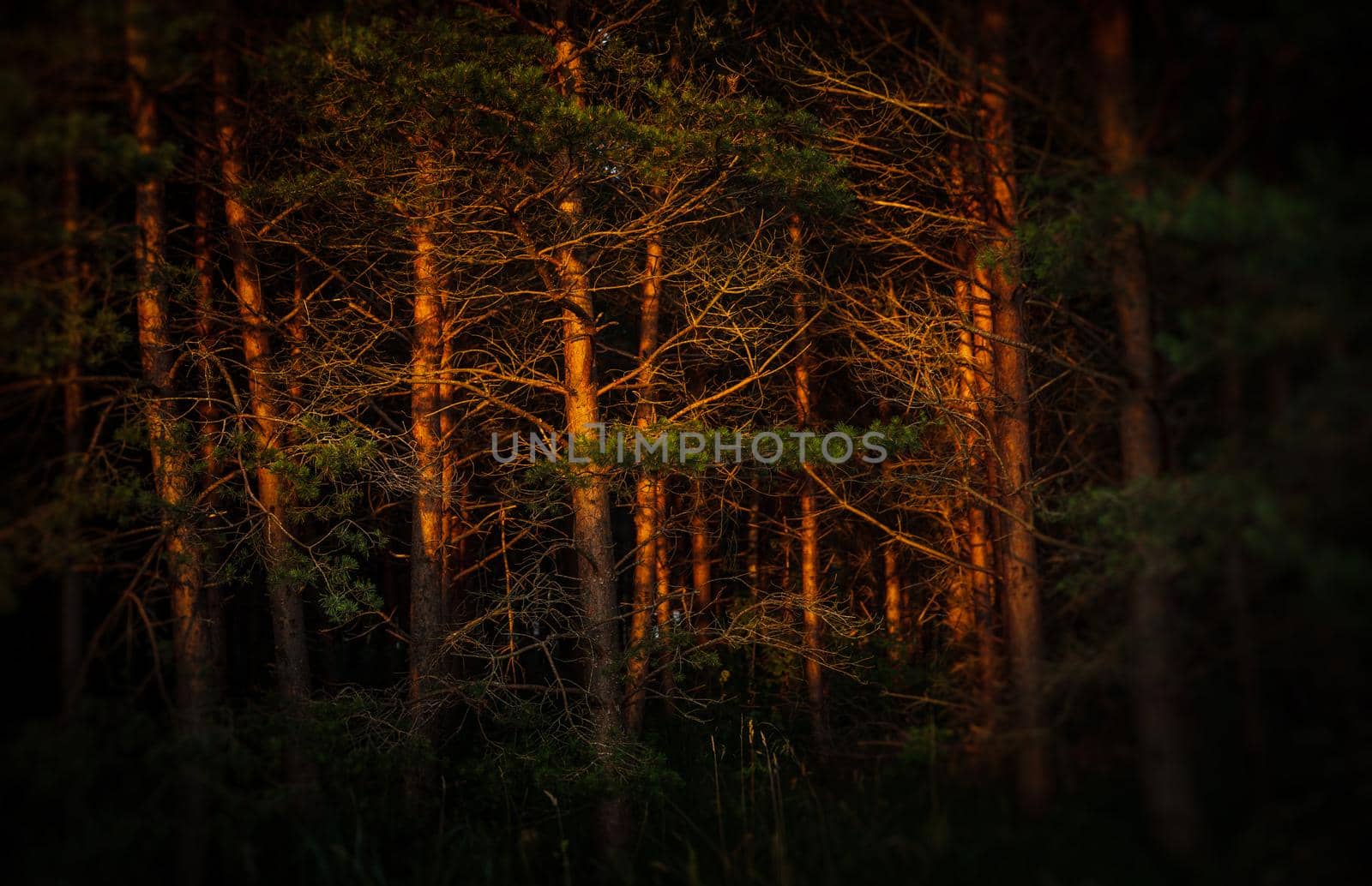 Soft focus image of pines on the coast of the Baltic Sea in the rays of the evening sunset. Classical Baltic beach landscape. Wild nature