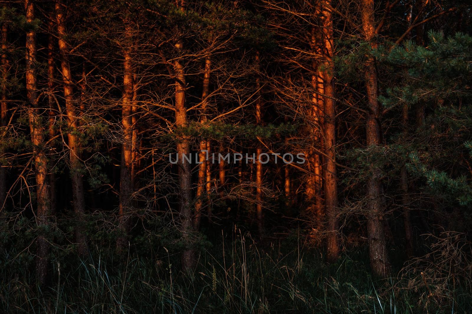 Pine trees in the rays of the evening sun. Classical Baltic beach landscape. Wild nature