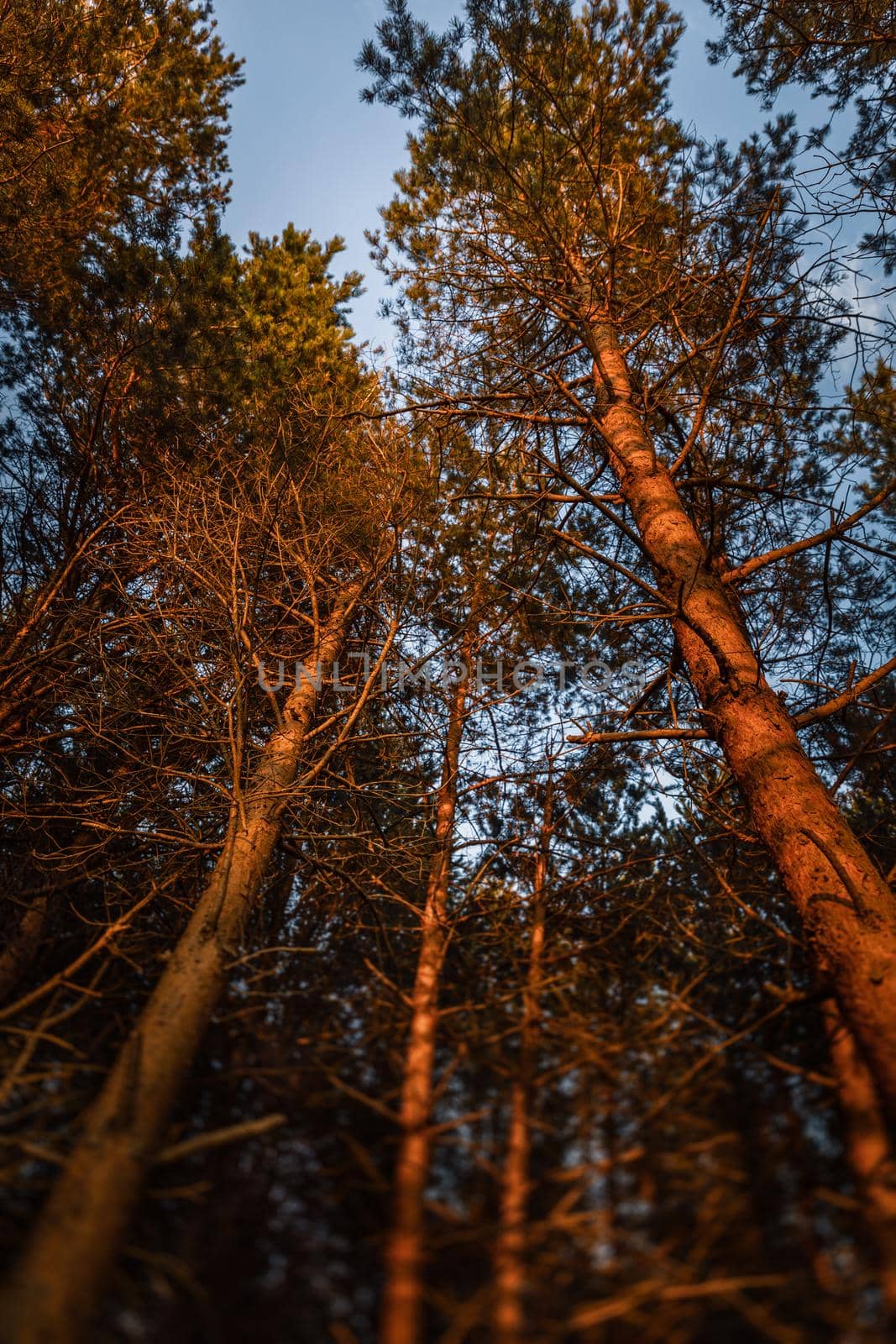 Pines on the coast of the Baltic Sea in the rays of the evening sunset. Classical Baltic beach landscape. Wild nature