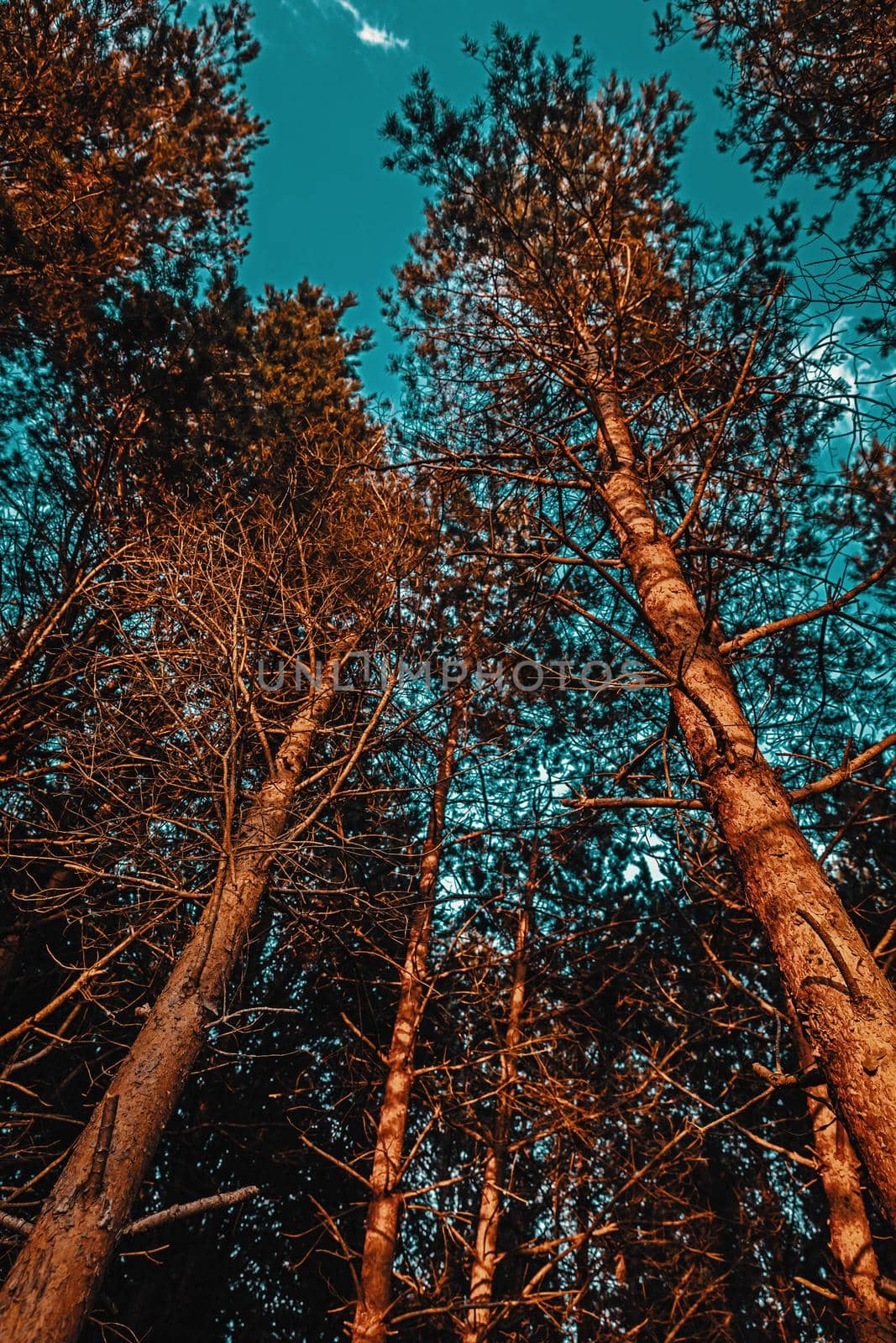 Pine trees in the rays of the evening sun. Classical Baltic beach landscape. Wild nature