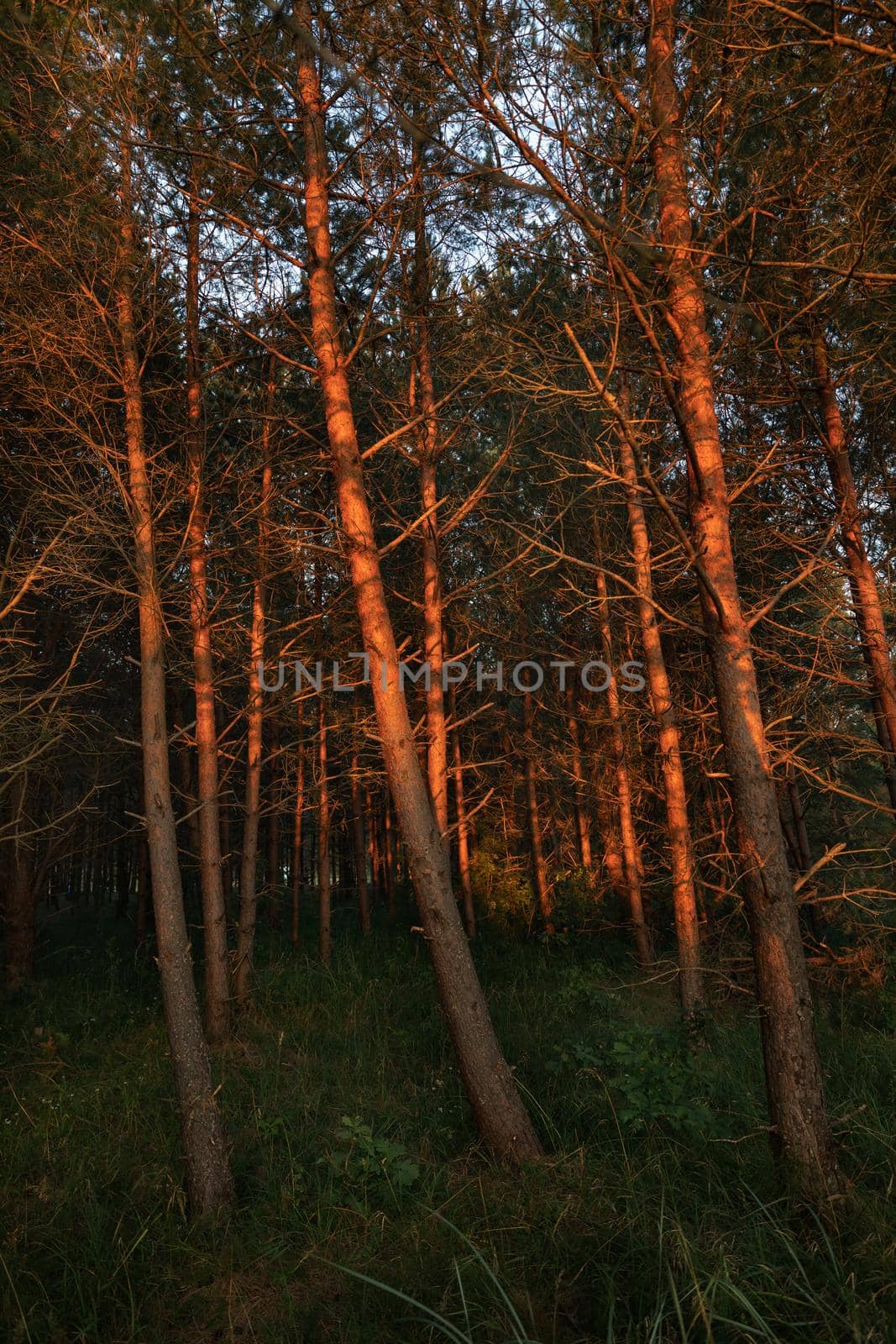 Pines on the coast of the Baltic Sea in the rays of the evening sunset. Classical Baltic beach landscape. Wild nature