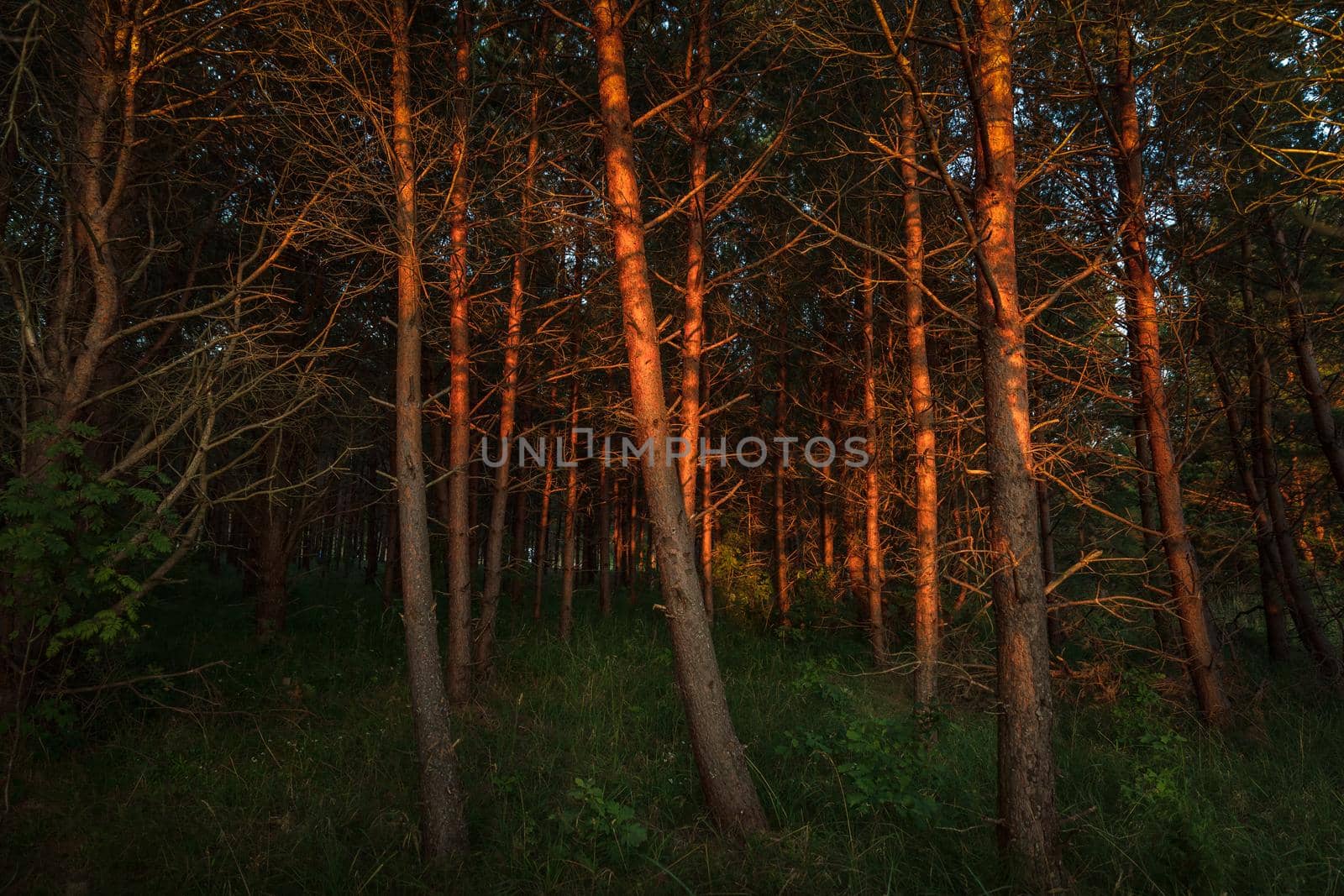 Pines on the coast of the Baltic Sea in the rays of the evening sunset. Classical Baltic beach landscape. Wild nature