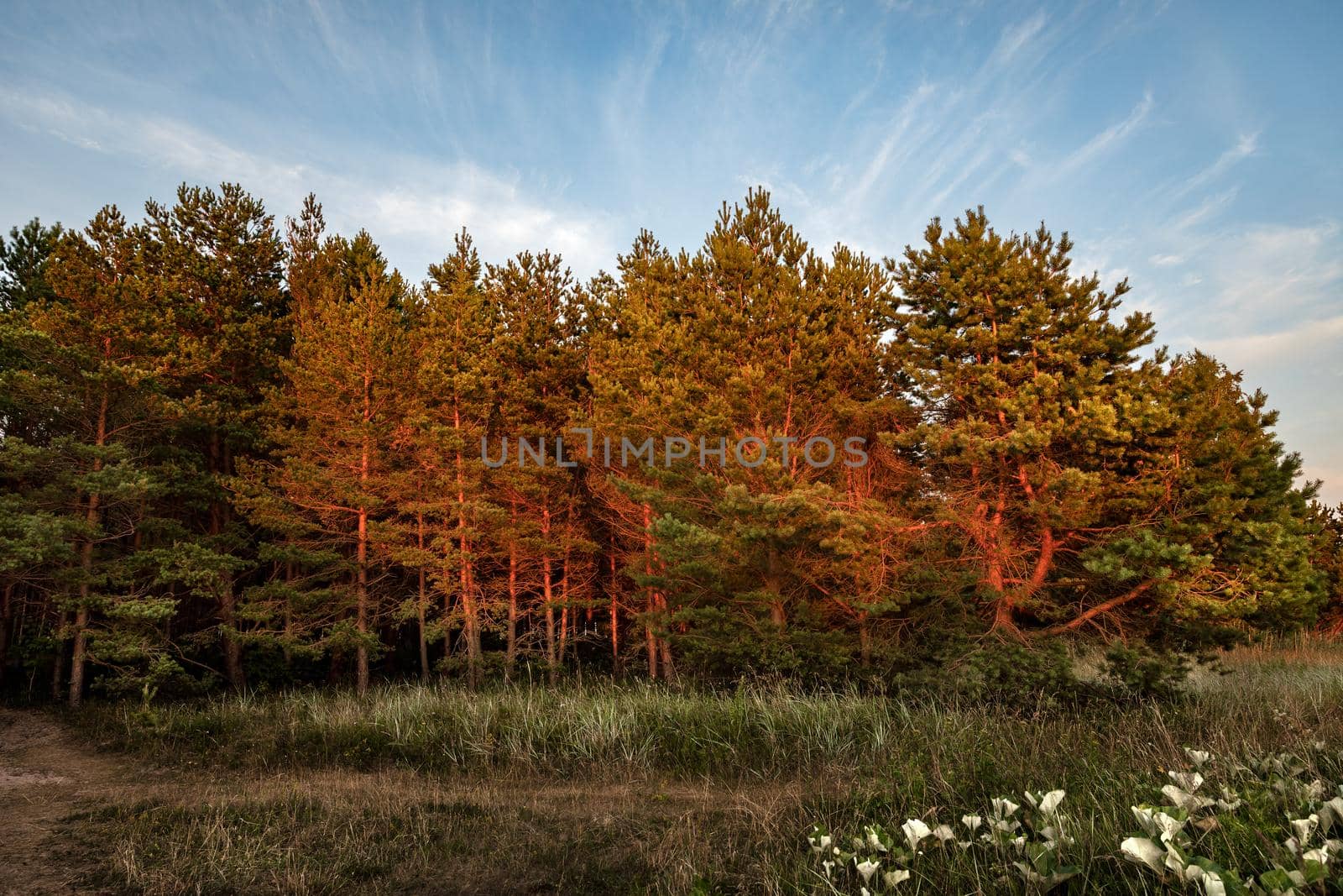 Pines on the coast of the Baltic Sea in the rays of the evening sunset. Classical Baltic beach landscape. Wild nature