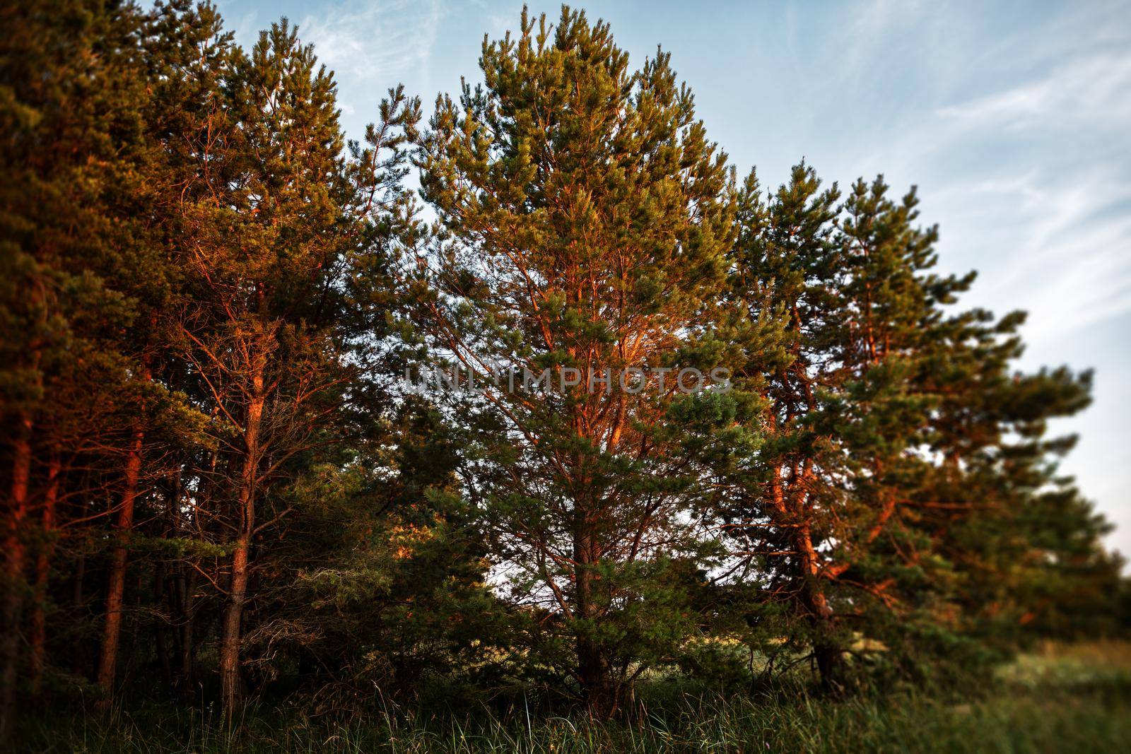 Soft focus image of pines on the coast of the Baltic Sea in the rays of the evening sunset. Classical Baltic beach landscape. Wild nature