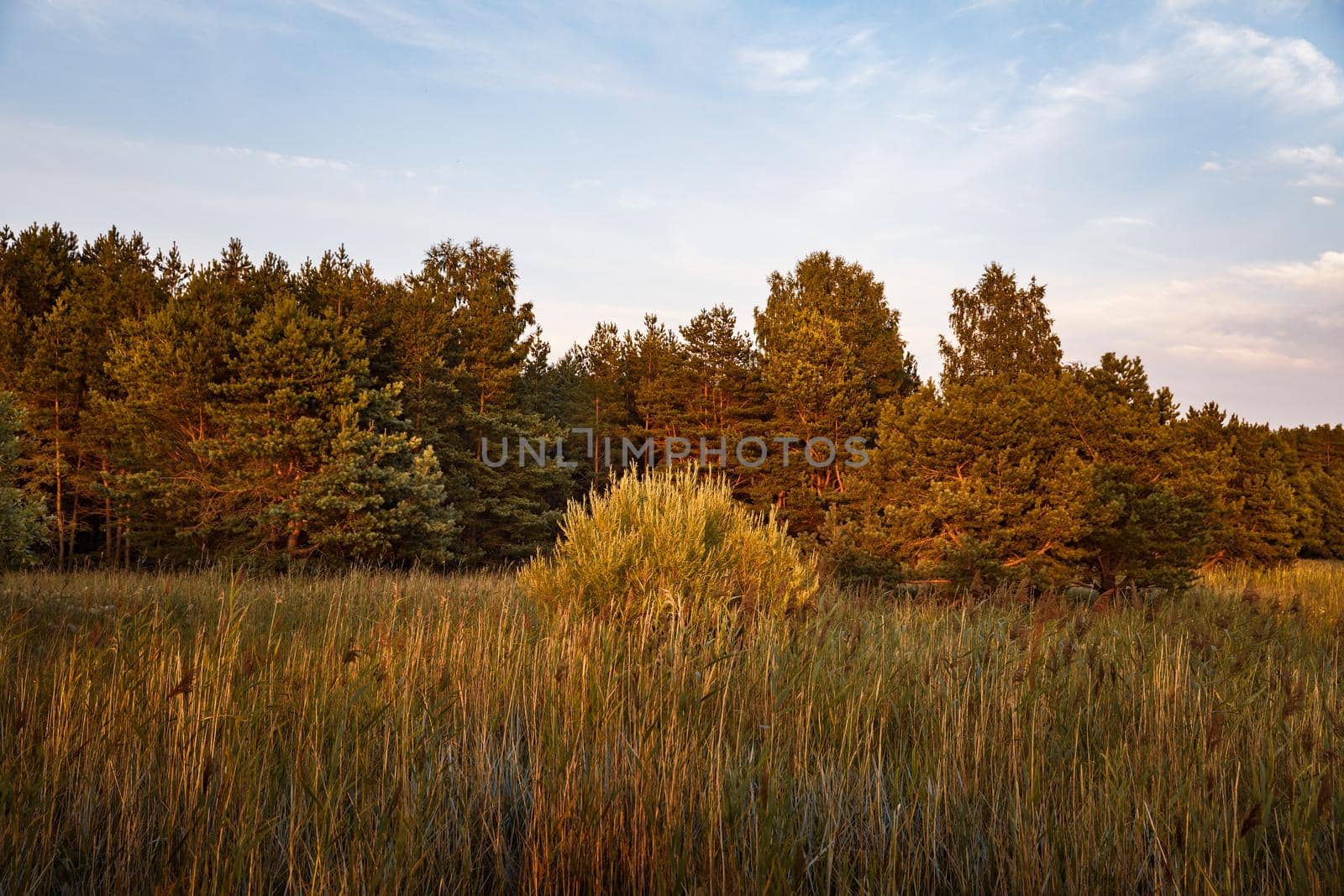 Pines on the coast of the Baltic Sea in the rays of the evening sunset. Classical Baltic beach landscape. Wild nature