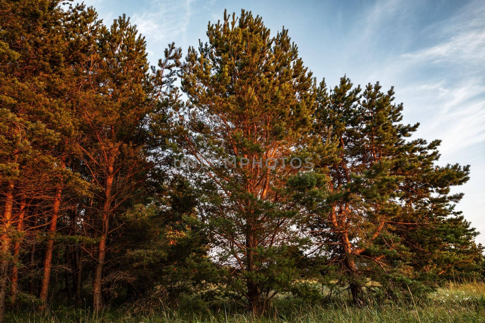 Pines on the coast of the Baltic Sea in the rays of the evening sunset. Classical Baltic beach landscape. Wild nature