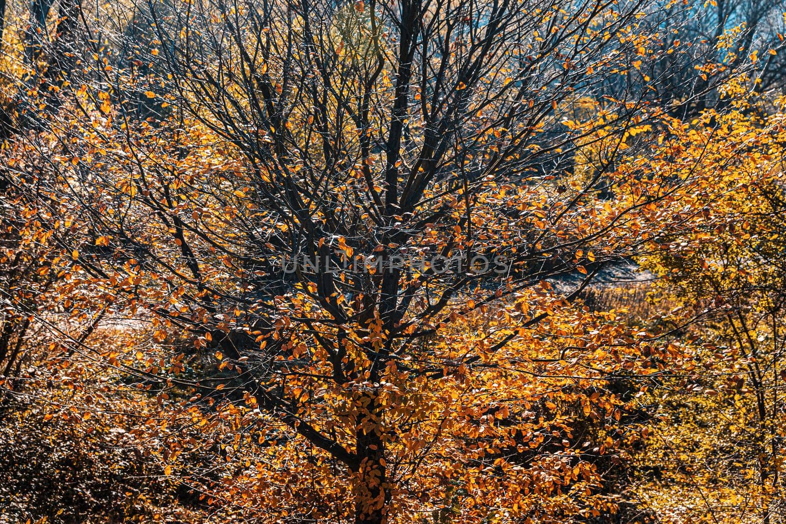 Autumn forest background. Beautiful autumn forest landscape. Morning scene in the colorful woodland. Beauty of nature concept background.