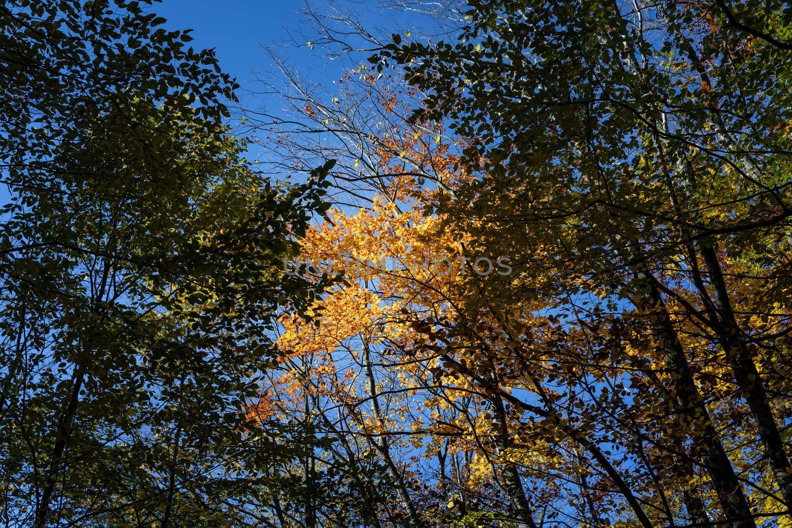 Autumn forest background. Beautiful autumn forest landscape. Morning scene in the colorful woodland. Beauty of nature concept background. Bottom view of the tops of trees in the autumn forest.