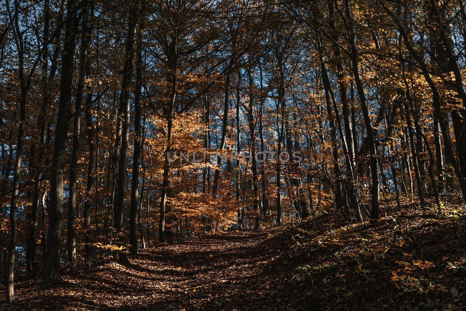 Autumn forest background. Beautiful autumn forest landscape. Morning scene in the colorful woodland. Beauty of nature concept background.