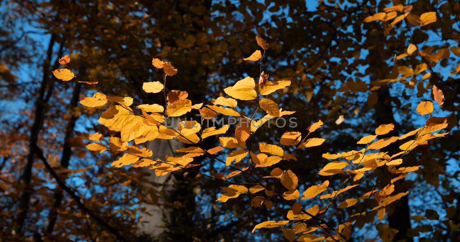 Autumn forest background. Beautiful autumn forest landscape. Morning scene in the colorful woodland. Beauty of nature concept background.