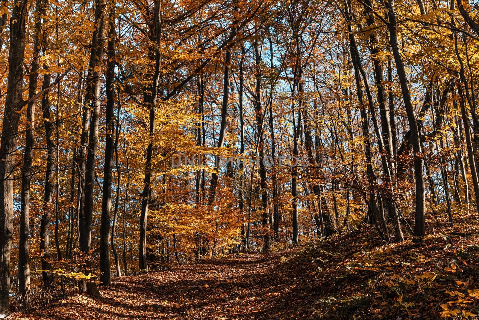 Autumn forest background. Beautiful autumn forest landscape. Morning scene in the colorful woodland. Beauty of nature concept background.