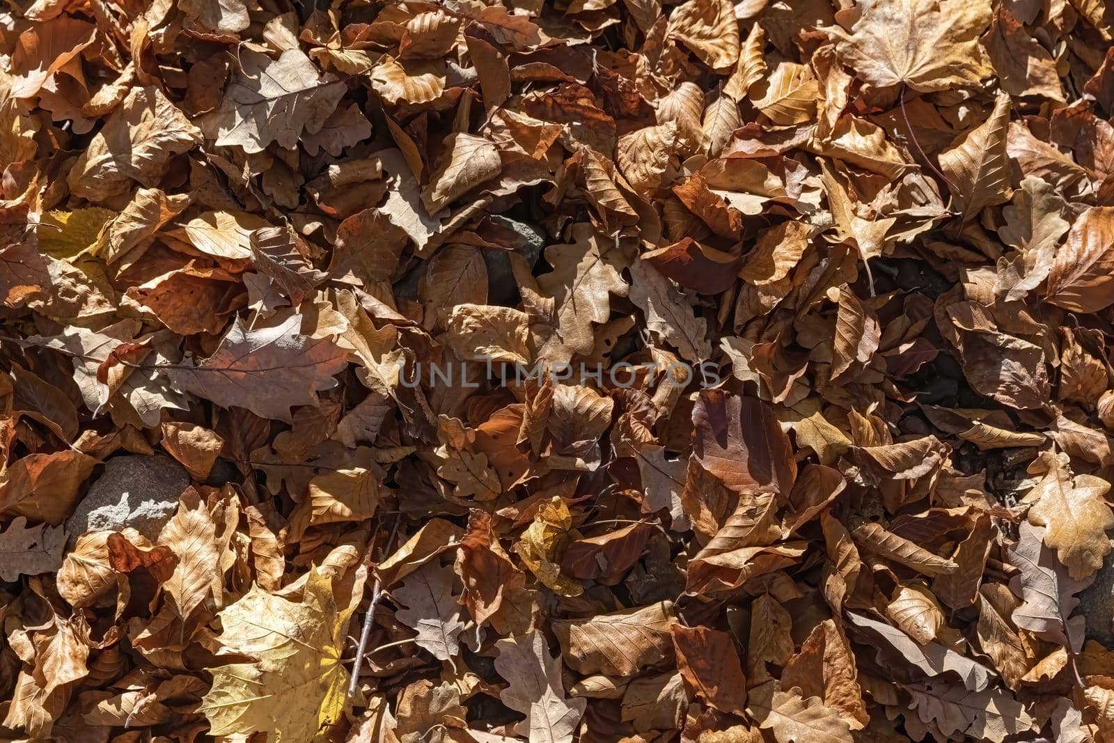Autumn forest background. Beautiful autumn forest landscape. Morning scene in the colorful woodland. Beauty of nature concept background.