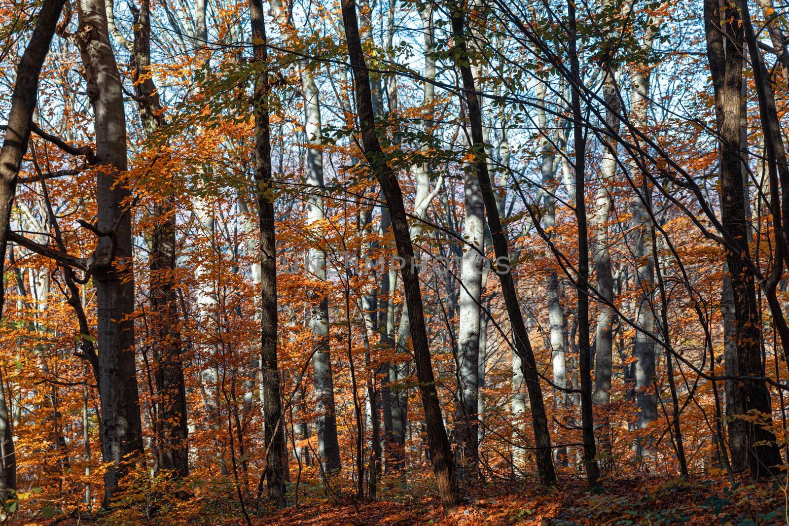 Autumn forest background. Beautiful autumn forest landscape. Morning scene in the colorful woodland. Beauty of nature concept background.