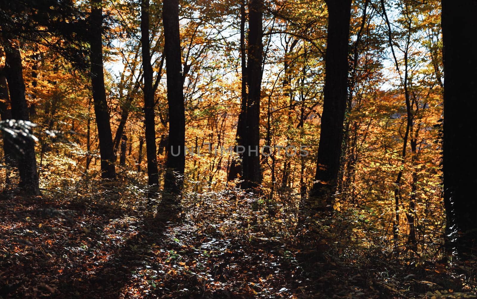Autumn forest background. Beautiful autumn forest landscape. Morning scene in the colorful woodland. Beauty of nature concept background.