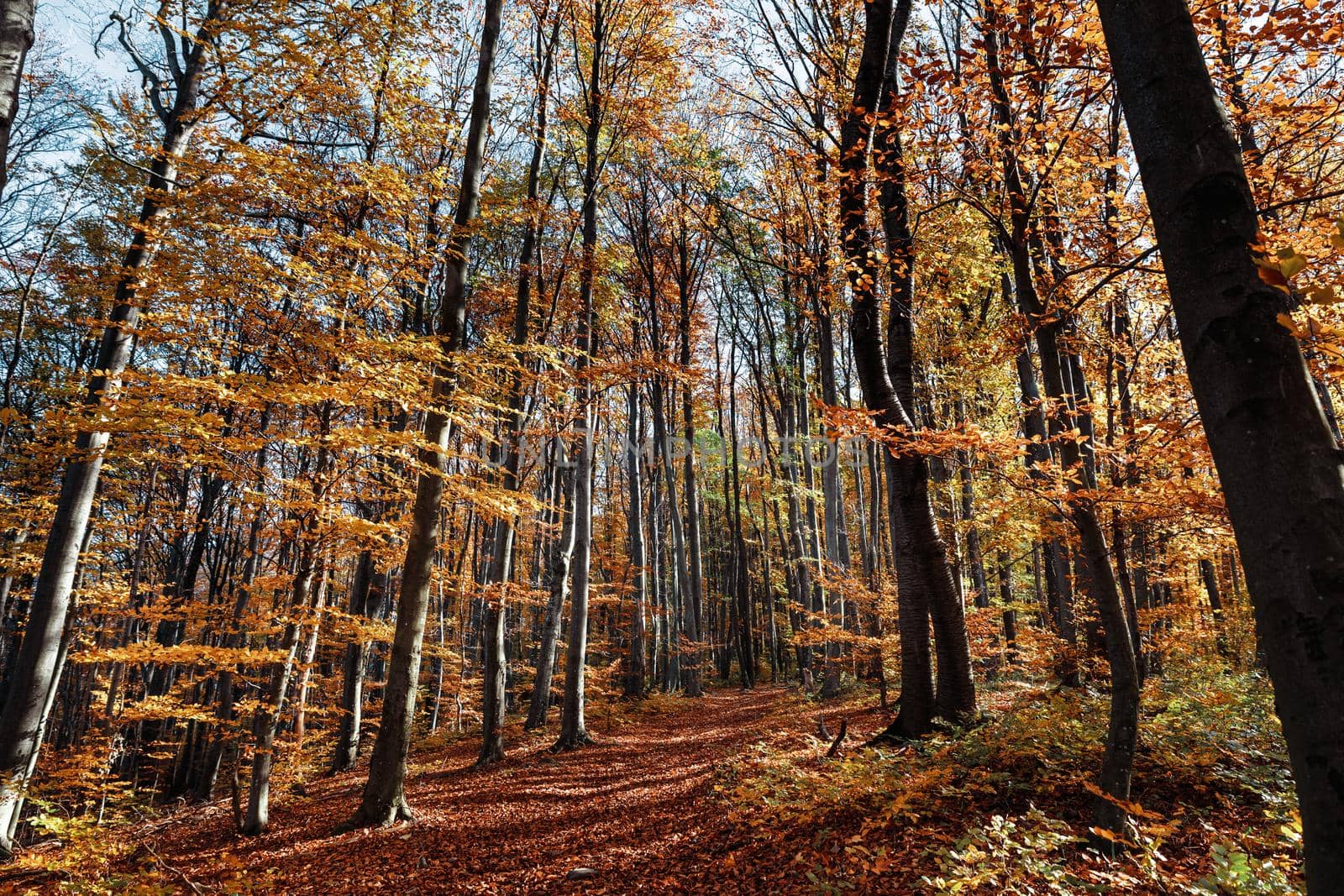 Autumn forest background. Beautiful autumn forest landscape. Morning scene in the colorful woodland. Beauty of nature concept background.