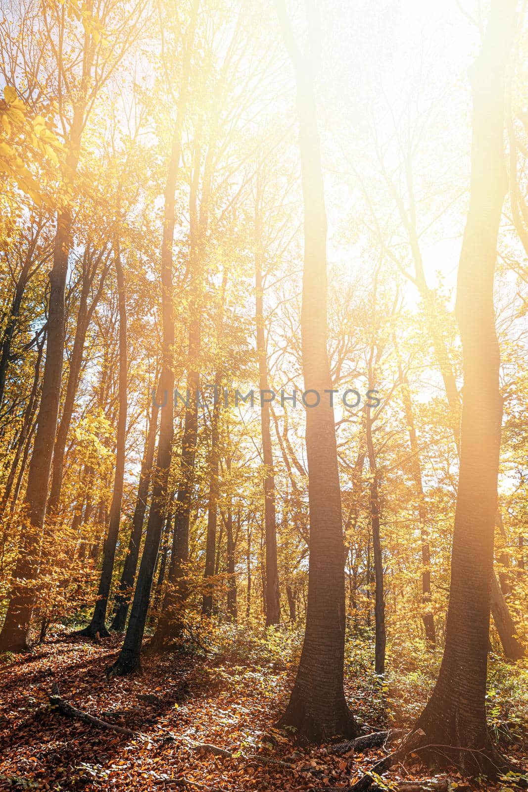 Autumn forest background. Beautiful autumn forest landscape. Morning scene in the colorful woodland. Beauty of nature concept background.