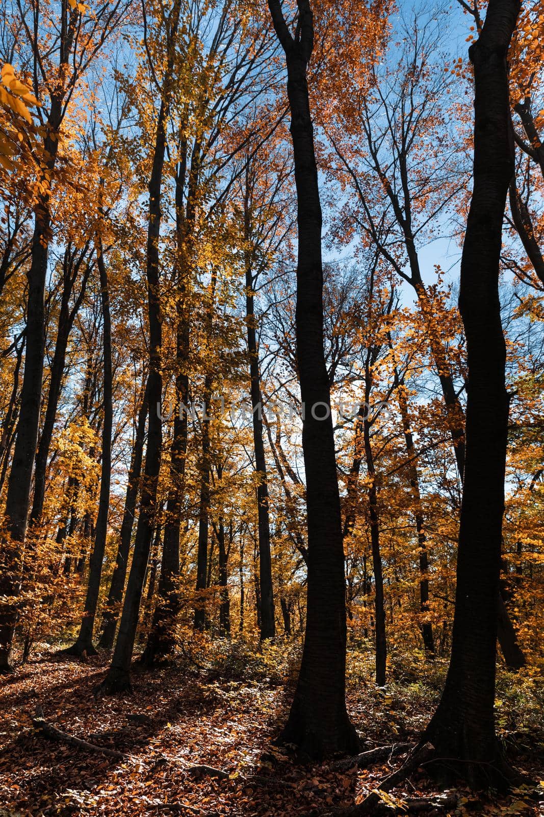 Autumn forest background. Beautiful autumn forest landscape. Morning scene in the colorful woodland. Beauty of nature concept background.