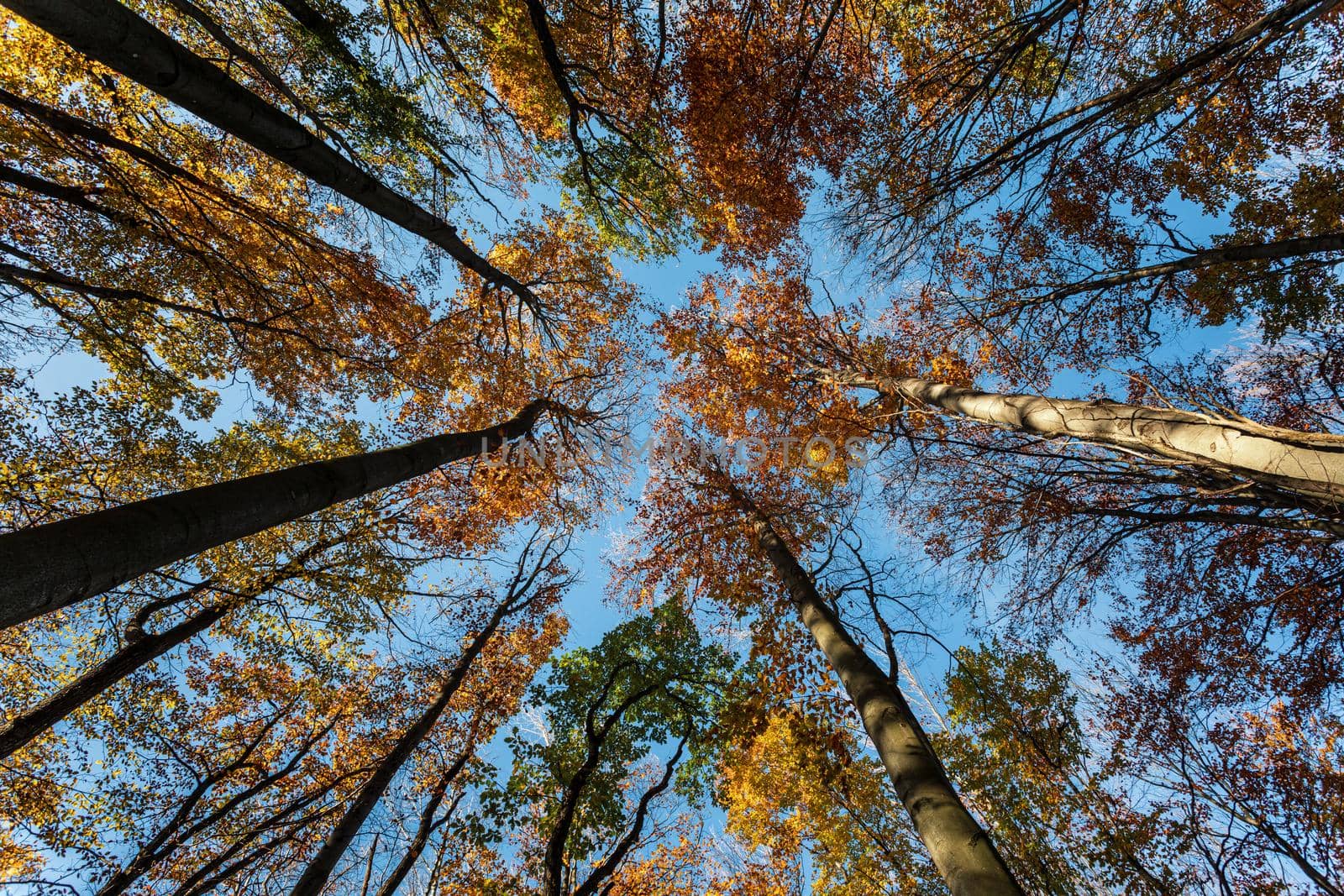 Autumn forest background. Beautiful autumn forest landscape. Morning scene in the colorful woodland. Beauty of nature concept background. Bottom view of the tops of trees in the autumn forest.