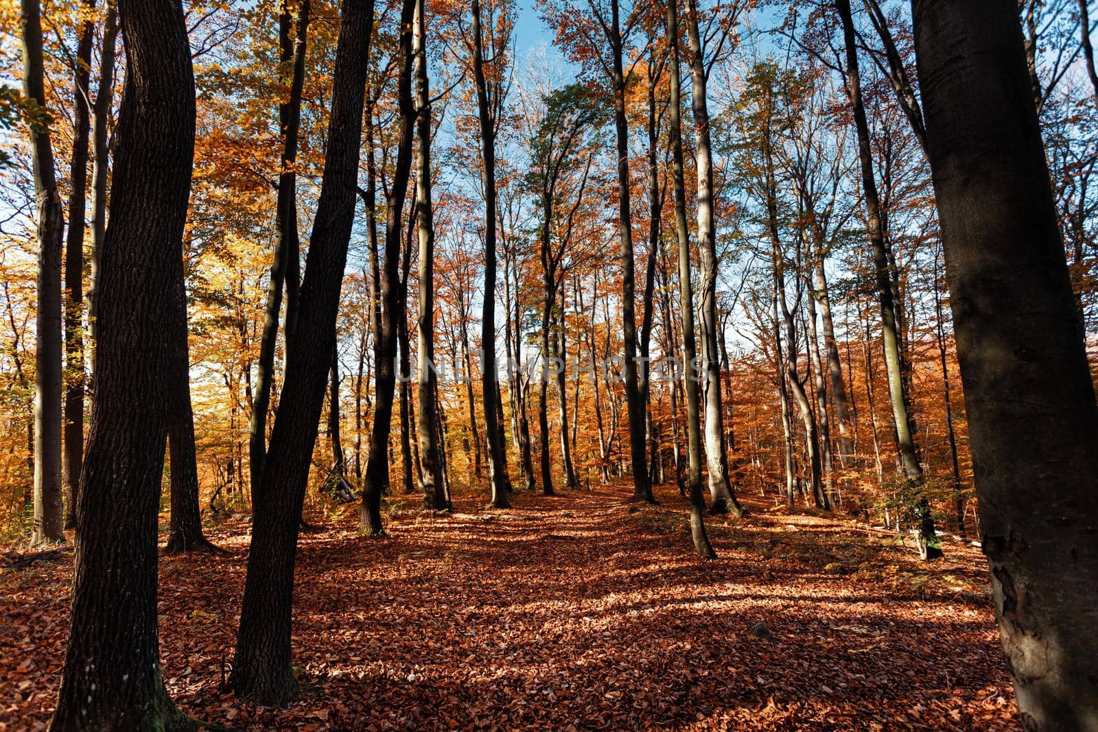 Autumn forest background. Beautiful autumn forest landscape. Morning scene in the colorful woodland. Beauty of nature concept background.