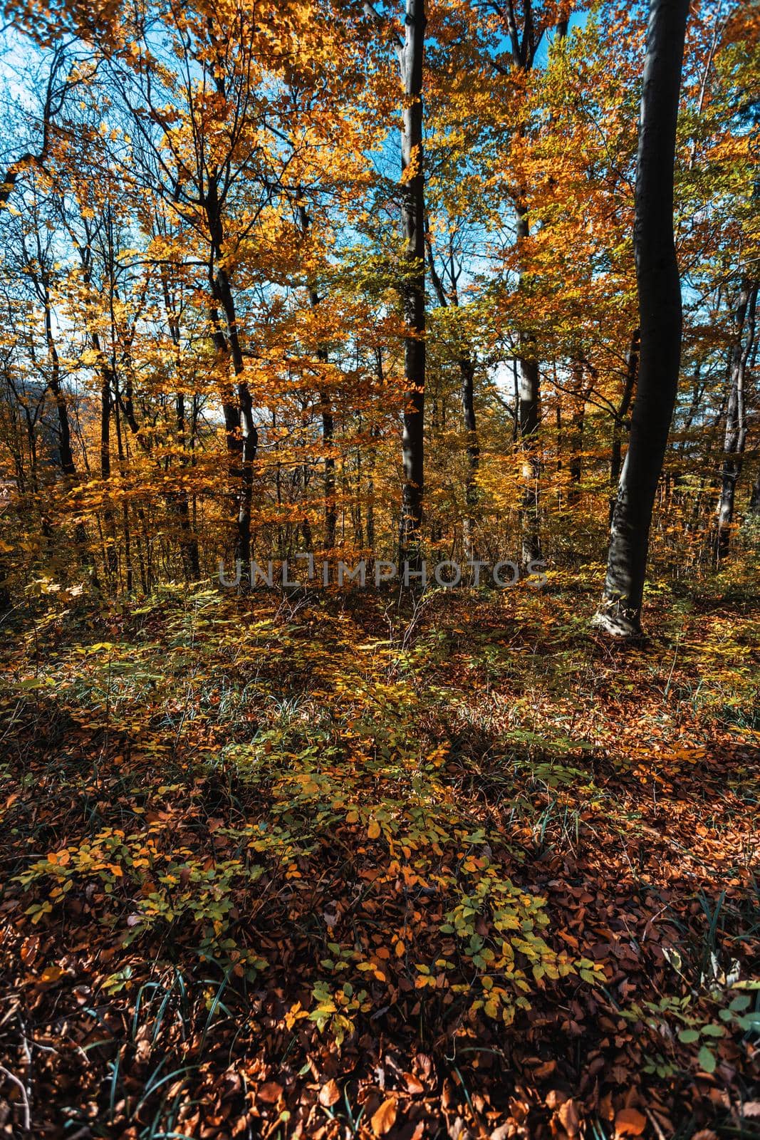 Autumn forest background. Beautiful autumn forest landscape. Morning scene in the colorful woodland. Beauty of nature concept background.
