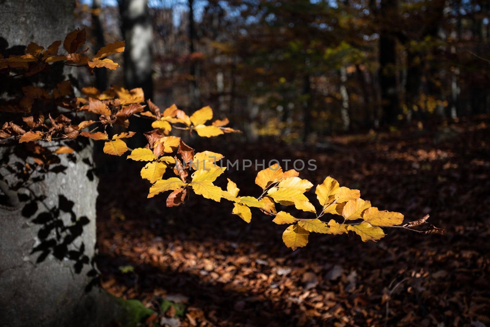 Autumn forest background. Beautiful autumn forest landscape. Morning scene in the colorful woodland. Beauty of nature concept background.