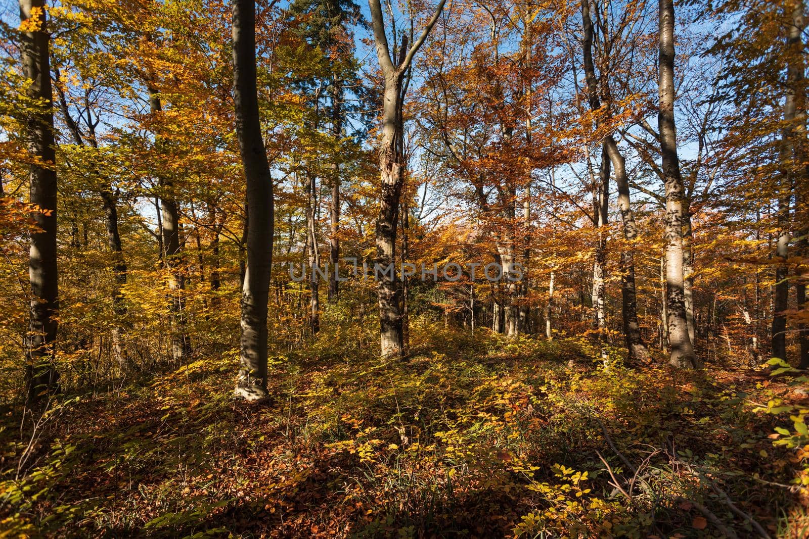 Autumn forest background. Beautiful autumn forest landscape. Morning scene in the colorful woodland. Beauty of nature concept background.