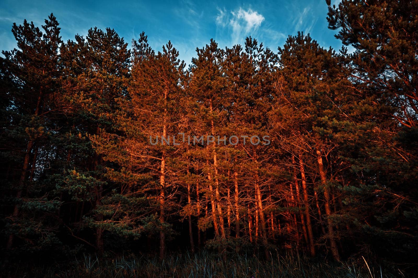 Pine trees in the rays of the evening sun. Classical Baltic beach landscape. Wild nature