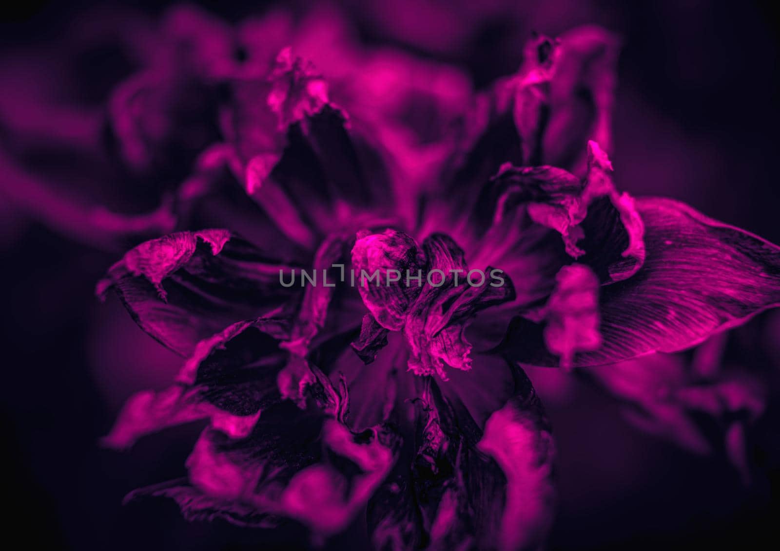 Dried tulips  in trendy neon colors. Dry petals of tulips. Dry tulips like symbol of fade time. Shallow DOF